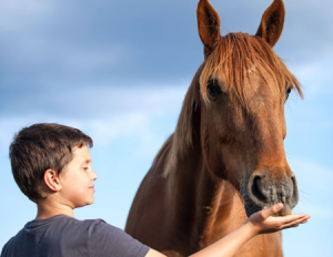 Paarden verminderen stress